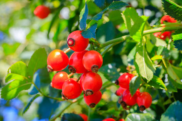 Red dog rose berries in garden. Red rosehip fruits and green leaves in sunny day