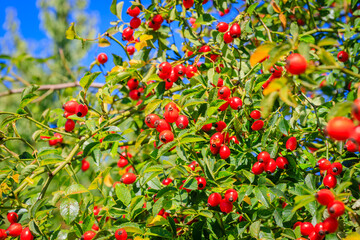 Red dog rose berries in garden. Red rosehip fruits and green leaves in sunny day