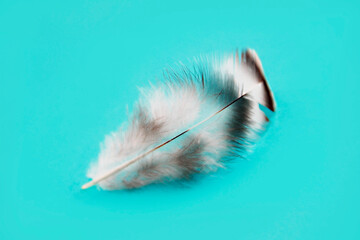 white black fluffy bird a feather