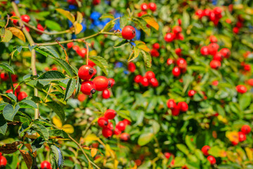 Red dog rose berries in garden. Red rosehip fruits and green leaves in sunny day