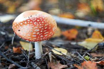 Close-Up Of Fly Agaric Mushroom in forest
