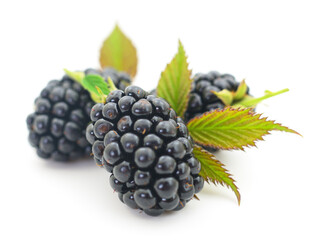 Closeup shot of fresh blackberries.