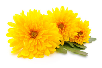 Three yellow flowers.