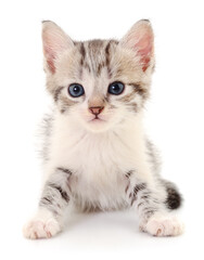 Kitten on white background.