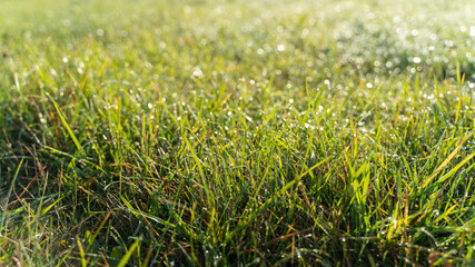 Green grass with dew drops in the morning at sunrise