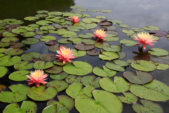 Seerosen (Nymphaea) auf einem Teich im Biosph&auml;renreservat Rh&ouml;n.  Seerosen, Eckardts, Th&uuml;ringen, Deutschland, Europa