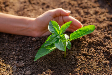 Human hand holding young plant growth in soil. Plant, tree as symbol of start new life, care about nurture and environmental conservation. Female hands holding green sprout with soil.