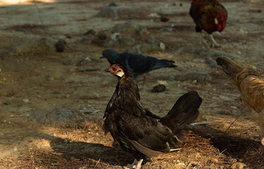 Young Hen black . chicken on background natural animal lifestyle farming garden organic in the backyard.