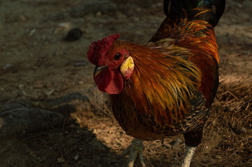 Rooster walk in a park