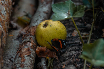 Butterfly Eating from Pear with Fly