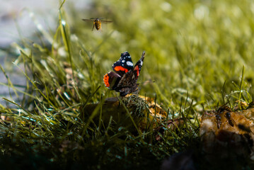 Butterfly Eating from Pear Yellow Jacked Wasp Flying Away