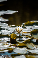 White Lily Pad Flower on Creek