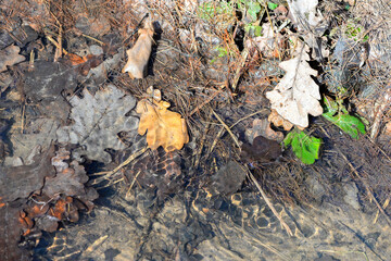autumn leaves in the brook