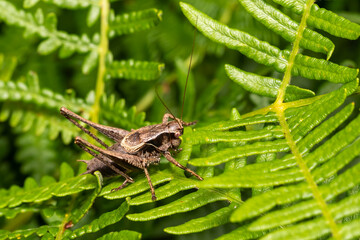 Pholidoptera griseoaptera (Dark Bush Cricket) a common brown insect species found in fields meadows and gardens stock photo