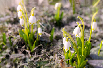 spring snowdrops flowers in the grass