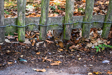 Fototapeta premium Photo of a nice and beautiful squirrel standing in the park during a sunny day