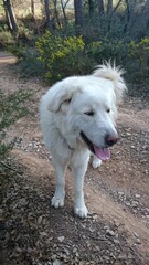 El Pastor de Maremma o Maremmano-Abrucense