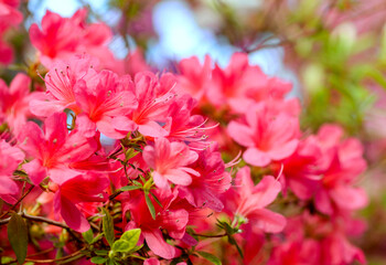 pink azalea flowers in the garden