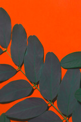 The matte deep green leaves with veins and purple hue were shot on a deep orange background. The...