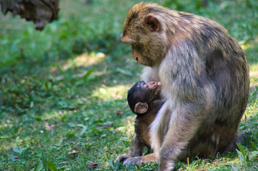 Singe Magots en Foret sauvage