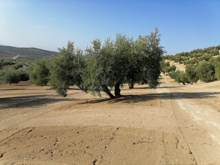 Olive tree in Jaén , Spain