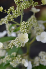 Paniculate hydrangea Phantom