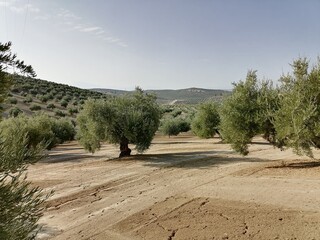 Olive field in Jaén , Spain