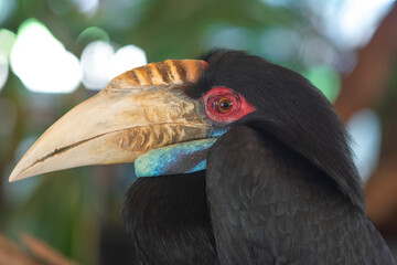 Closeup head of female wreathed Hornbill (Rhyticeros undulatus)