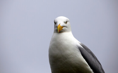 Silbermöwe, Larus argentatus, Ostfriesland, Niedersachsen, Deutschland, Europa