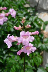 Pink trumpet vine