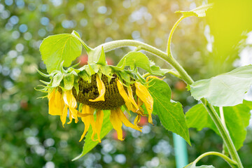 Sunflower ripens in the field, close-up. Harvest for butter, seed, oil industry.