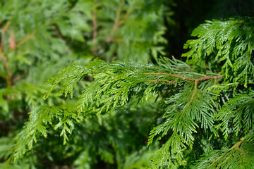 Western red cedar