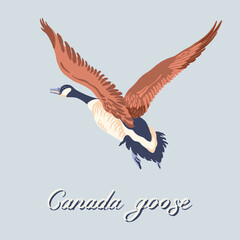 Canada goose. Flying bird. Vintage collection. Vector illustration.