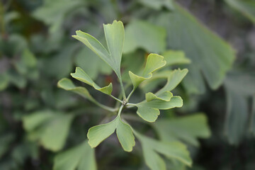 Ginkgo Fastigiata leaves