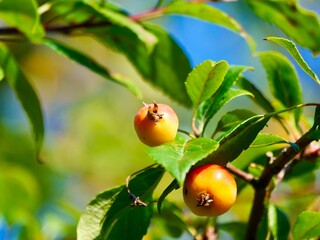 Fruits of the cut-leaf crabapple.Malus transitoria, the cut-leaf crabapple, is a species of flowering plant in the crabapple genus Malus of the family Rosaceae.