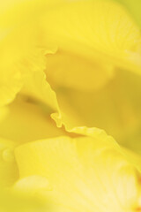 Obraz na płótnie Canvas the leaves of the yellow flower closeup. wallpaper