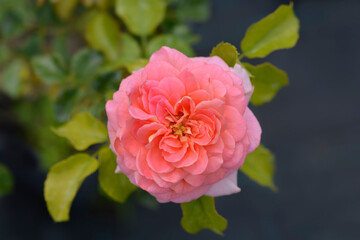 Floribunda rose Concerto 94