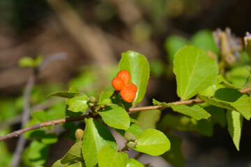 Crossberry fruit