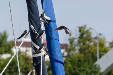 SWALLOW - Birds on the yachts mast
