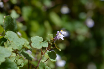 Kenilworth Ivy