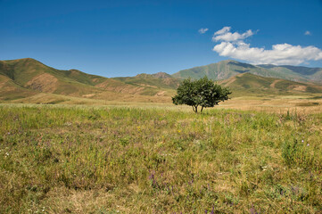 Obraz premium landscape with trees