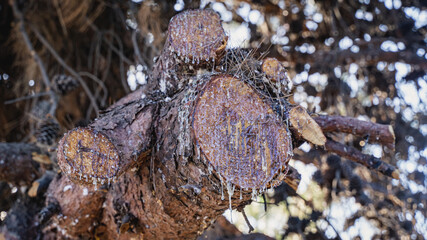 pine tar from pine tree close up