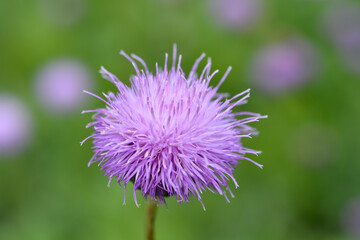 Single-flowered sawwort