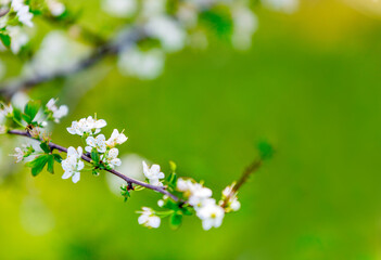 Close-up of white plum tree flowers on a  branch over green bokeh background.