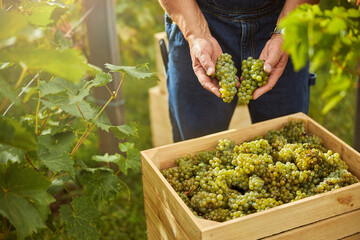 Careful harvester putting grapes into a wooden box