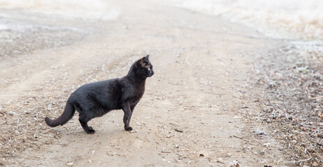 Black cat stands on the road in the fog. Cat crosses the road