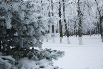 Naklejka premium Snowy coniferous tree in the forest in winter.