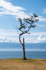 A lonely tree of a bizarre shape against the background of the sky and the lake. Relic larch on the shore of Lake Baikal, Russia.