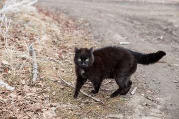 A black cat is walking along the road in the fog. Cat crosses the road.