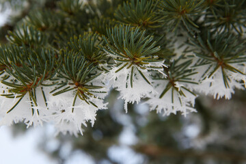 Hoarfrost on a spruce branch.